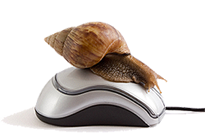 snail